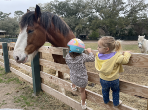 Meet Woody at Lawton Stables in Sea Pines on vacation