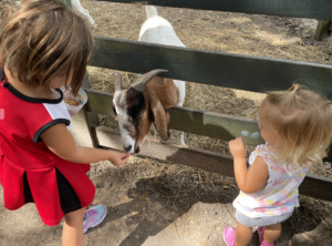 Feed animals at Lawton Stables in Sea Pines on vacation
