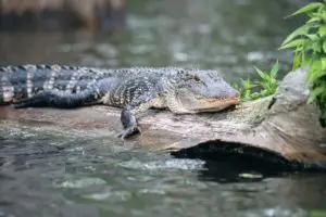 Gators in Hilton Head