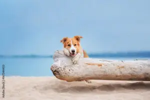 Pet Friendly Hilton Head