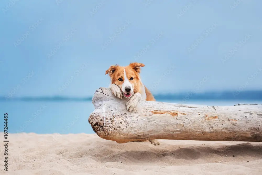 Pet Friendly Hilton Head