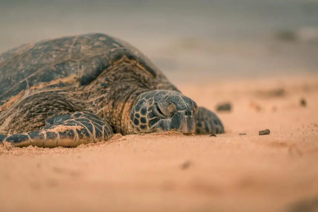 Sea Turtles in Hilton Head