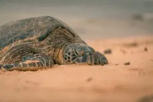 Sea Turtles in Hilton Head