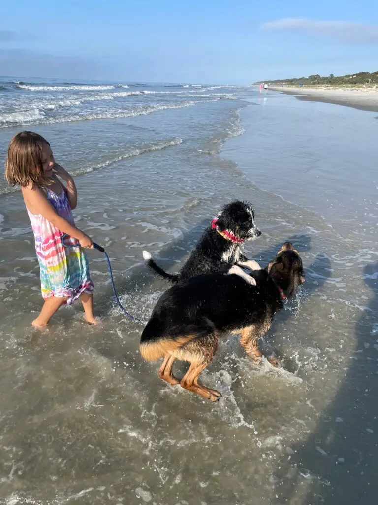 Pet friendly properties in Hilton Head