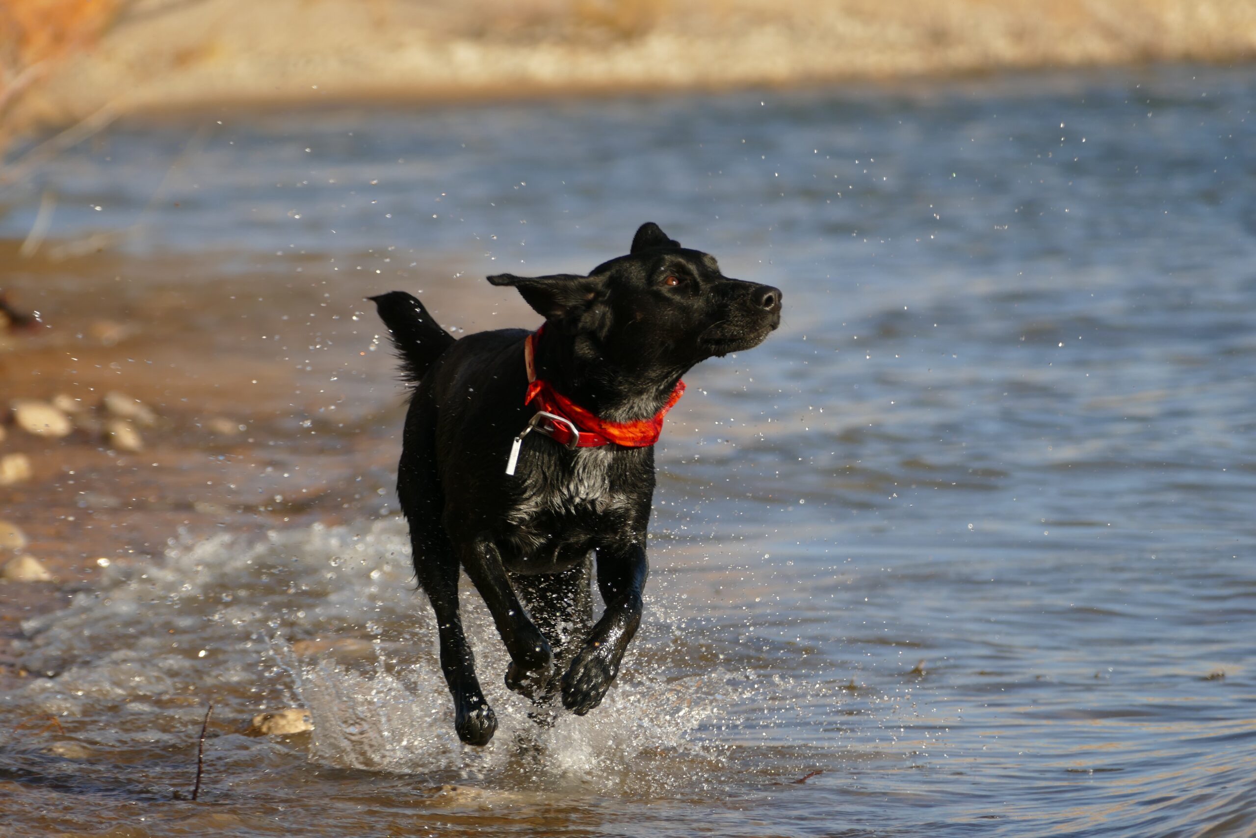 Paws and Play Unleashing the Fun With DogFriendly Activities in Sea